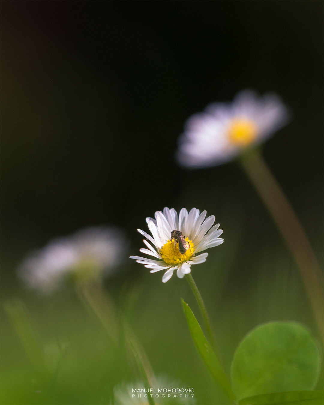 Biene auf Gänseblümchen - Postkarte