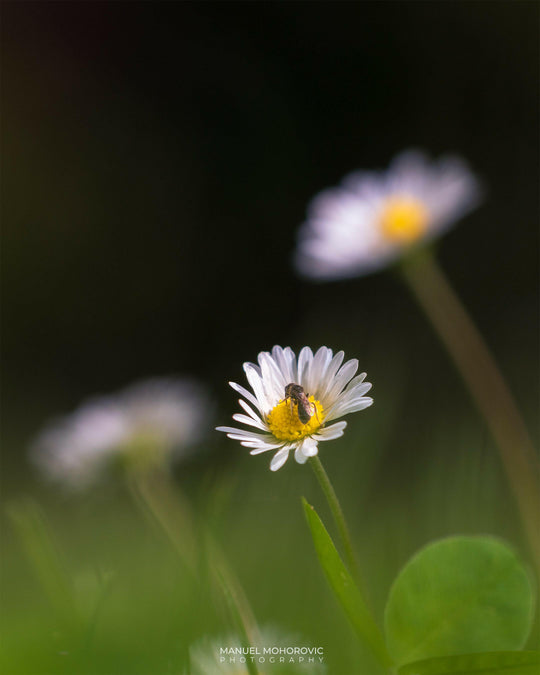Biene auf Gänseblümchen - Postkarte