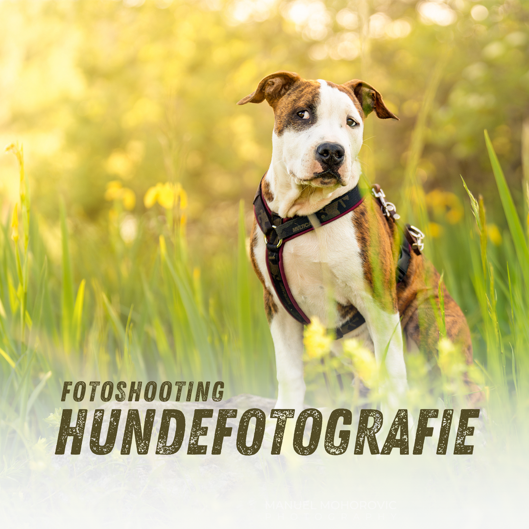 Outdoor Hundefotoshooting Schweiz – Emotionale Hundefotografie - Manuel Mohorovic Photography