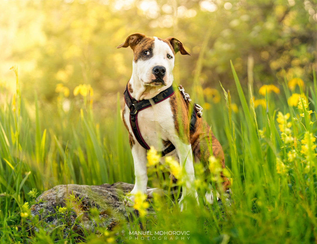Outdoor Hundefotoshooting Schweiz – Emotionale Hundefotografie - Manuel Mohorovic Photography