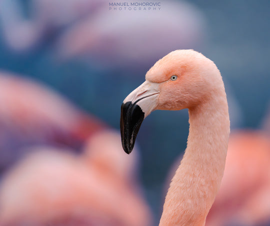 Online Kurs Bildbearbeitung - Flamingo Zoo Zürich - Manuel Mohorovic Photography