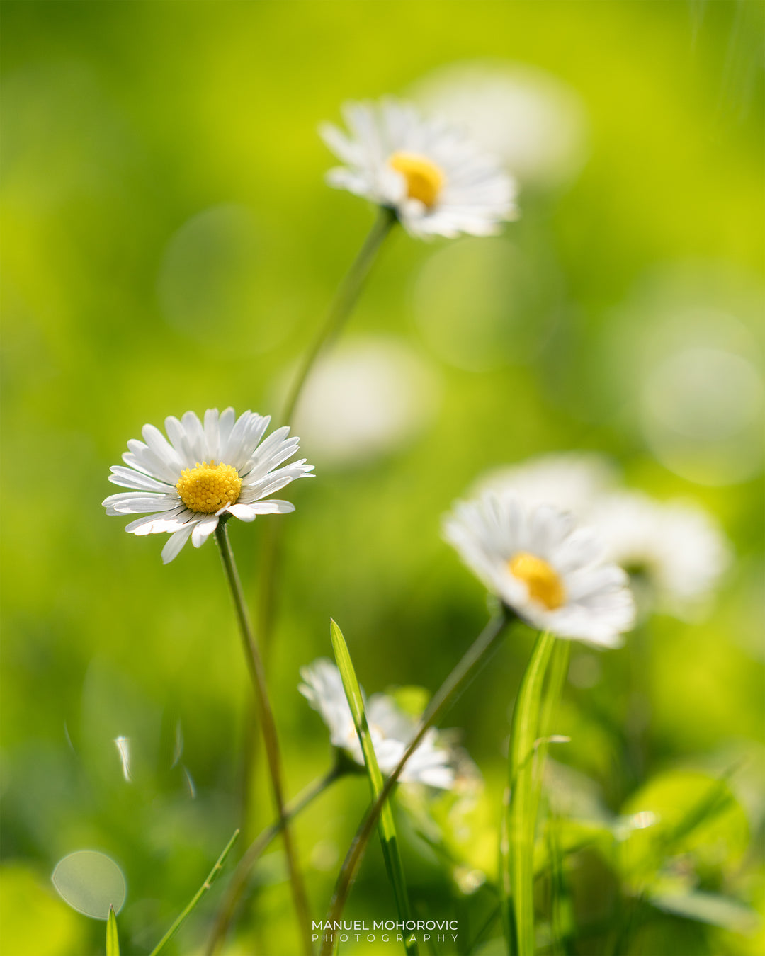 Gänseblümchen im Sonnenlicht - Postkarte