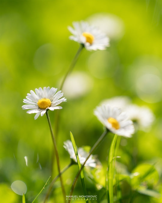 Gänseblümchen im Sonnenlicht - Postkarte