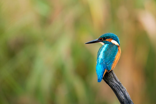 Kingfisher Eisvogel - Postkarte