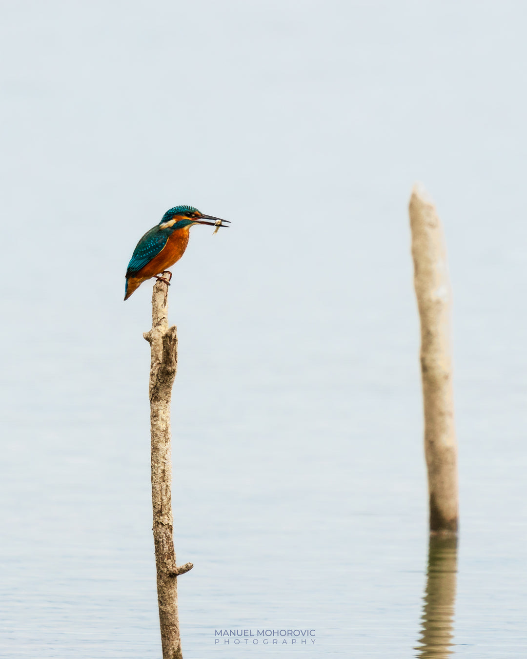 Vogelfotografie Fotoworkshop