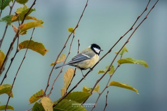 Vogelfotografie Fotoworkshop