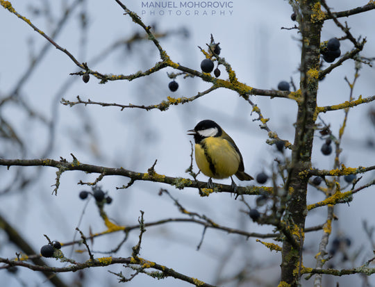 Fotoworkshop Vogelfotografie