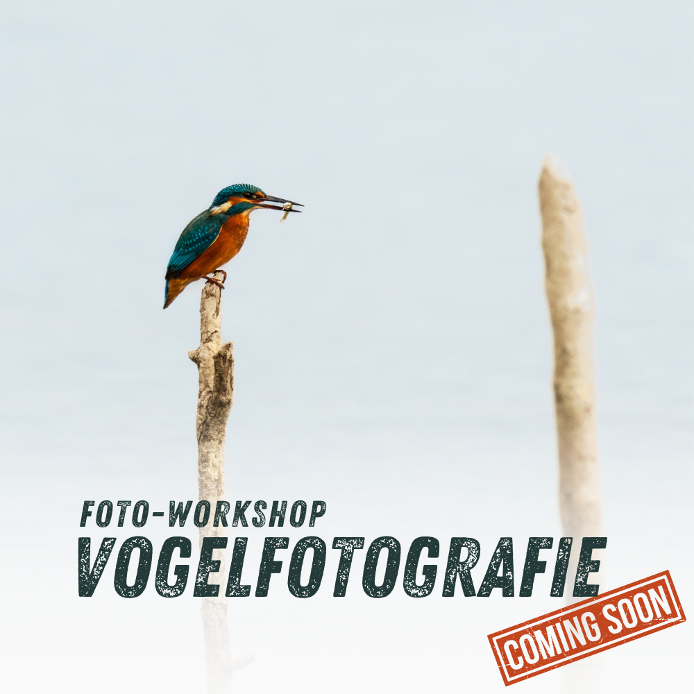 Vogelfotografie Fotoworkshop