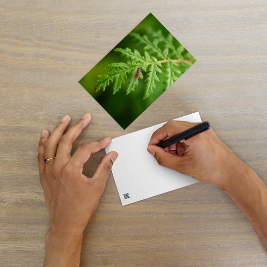 Fliege auf grünem Blatt - Postkarte