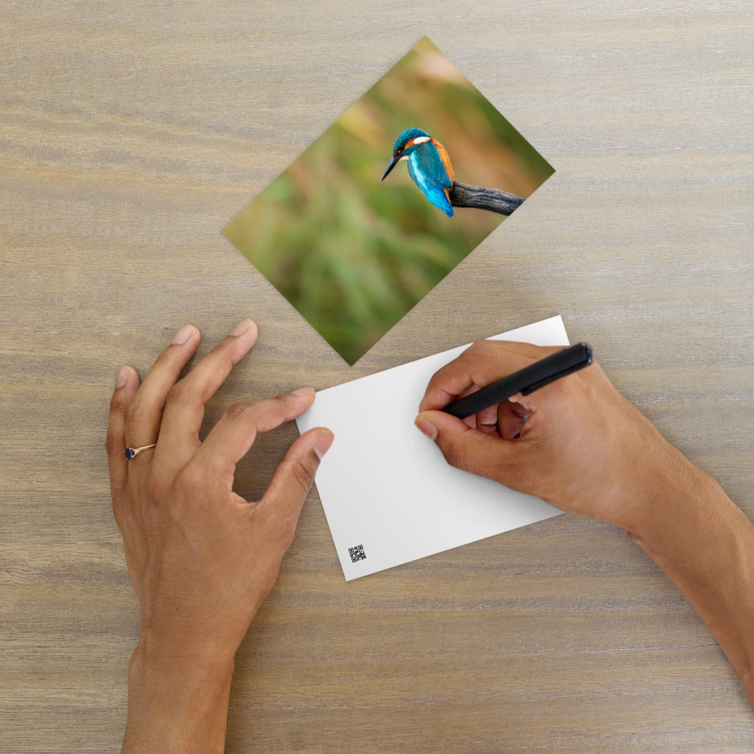 Kingfisher Eisvogel - Postkarte