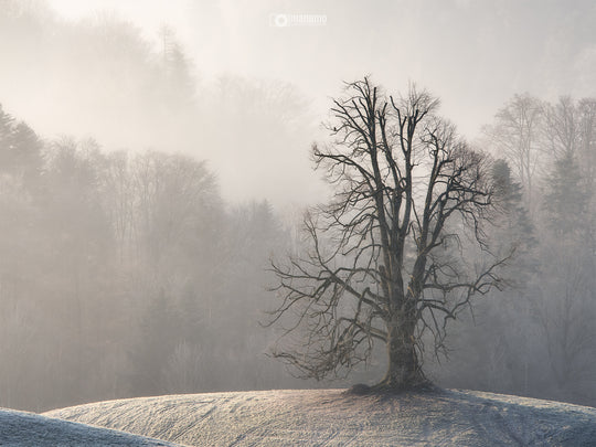 The Hills - Frühlingszauber Drumlins Landschaftsfotografie Workshop